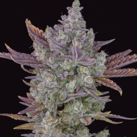 Gorilla Cookies Auto